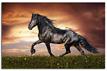 Zľava -50% Obraz Kôň Mustang 29214,150x100cm